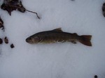 岩魚2.jpg