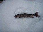 岩魚3-31.jpg