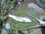 岩魚
